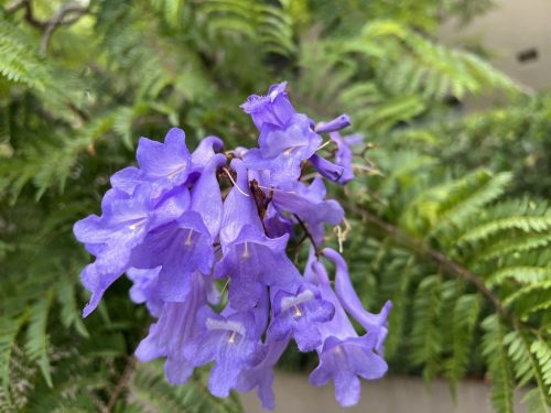 Jacaranda Mimosifolia - mimózalevelű zsakaranda