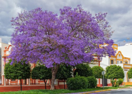 Jacaranda Mimosifolia - mimózalevelű zsakaranda