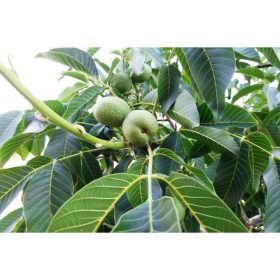 Juglans 'Milotai 10' dió- konténeres