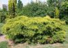 Juniperus media 'Old gold' - Terülő boróka