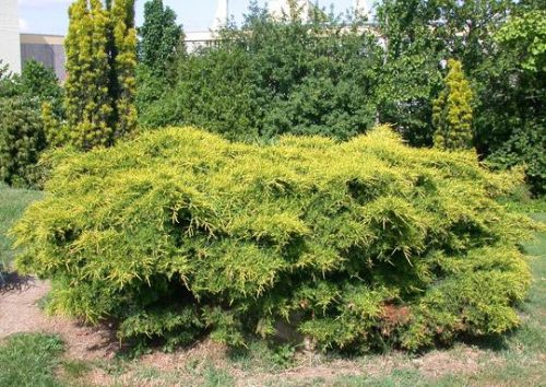 Juniperus media 'Old gold' - Terülő boróka