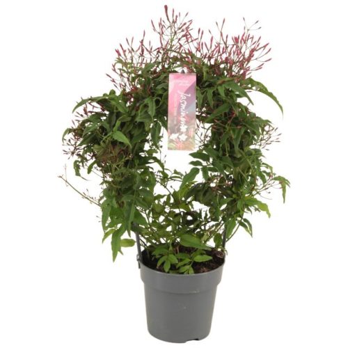 Jasminum polyanthum Rose bow - Sokvirágú Jázmin