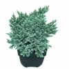 Juniperus squamata 'Blue Star' - Kék kúszó boróka