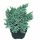 Juniperus squamata 'Blue Star' - Kék kúszó boróka