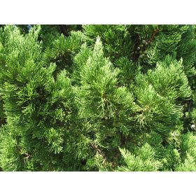   Juniperus chinensis 'Kaizuka' spirale - Kínai Boróka