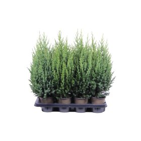 Juniperus chinensis 'Stricta' - Kínai Boróka