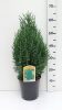 Juniperus chinensis 'Stricta' - Kínai Boróka