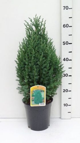 Juniperus chinensis 'Stricta' - Kínai Boróka