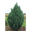 Juniperus chinensis 'Stricta' - Kínai Boróka