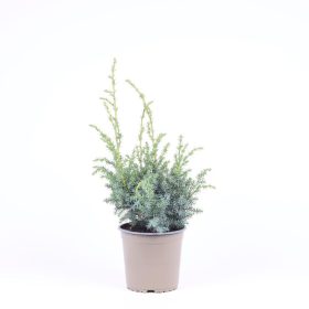 Juniperus chinensis 'Blue Alps' - Kínai Boróka