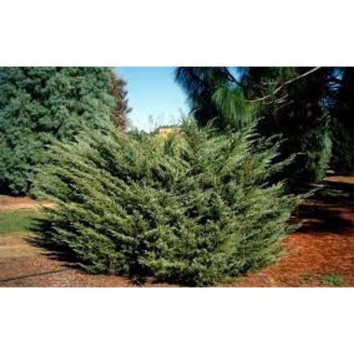 Juniperus chinensis 'Blue Alps' - Kínai Boróka