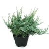 Juniperus horizontalis 'Blue Chip' - Henyeboróka