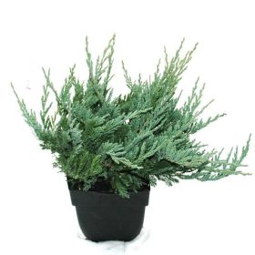 Juniperus horizontalis 'Blue Chip' - Henyeboróka