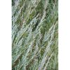 Juniperus scopulorum 'Blue Arrow' - Kék oszlopos oregoni boróka