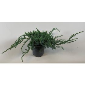   Juniperus squamata 'Blue Carpet' - Kék kúszó boróka