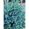 Juniperus squamata 'Blue Carpet' - Kék kúszó boróka