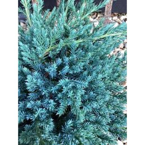 Juniperus squamata 'Blue Carpet' - Kék kúszó boróka