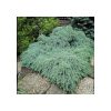 Juniperus squamata 'Blue Carpet' - Kék kúszó boróka