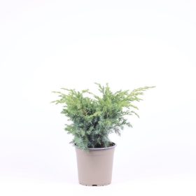   Juniperus squamata 'Blue Swede' - Kék kúszó boróka