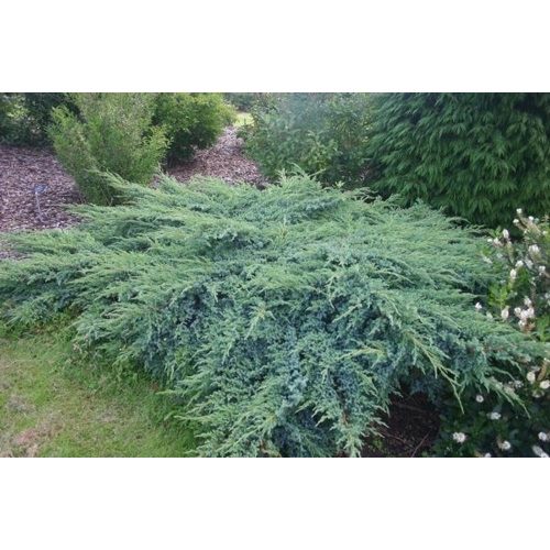 Juniperus squamata 'Blue Swede' - Kék kúszó boróka