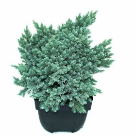   Juniperus squamata 'Blue Star' - Kék kúszó boróka