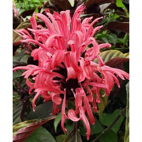 Justicia carnea -Skótvirág,Jakobínia