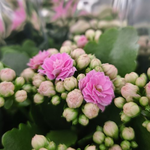 Kalanchoe - Korallvirág