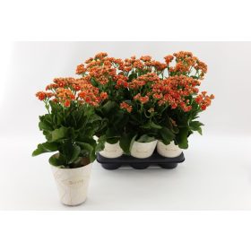 Kalanchoe 'Volcanic orange' - Korallvirág