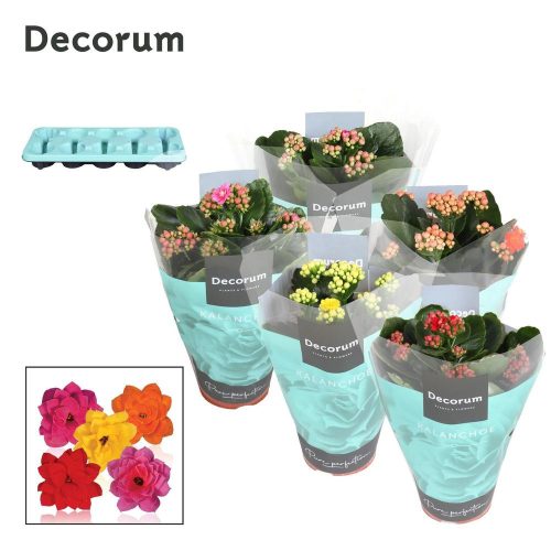Kalanchoe Decorum - Korallvirág 5 színben