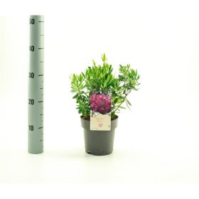 Kalmia angustifolia Rubra - Birka Babér