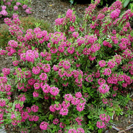 Kalmia angustifolia Rubra - Birka Babér