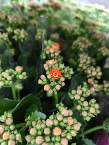 Kalanchoe - Korallvirág (narancssárga)