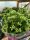 Kalanchoe - Korallvirág (Rózsaszín)