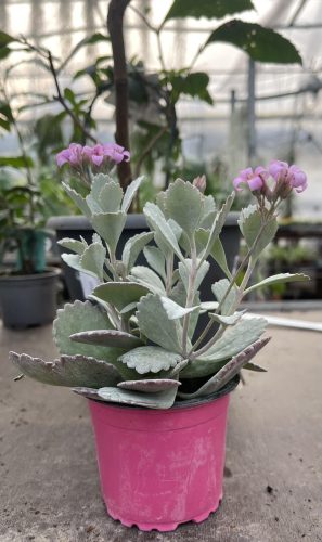 Kalanchoe - Szürke levelű Korallvirág