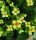 Kalanchoe 'Tiger eye yellow'- Korallvirág 