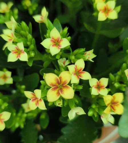 Kalanchoe 'Tiger eye yellow'- Korallvirág 