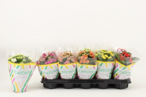 Kalanchoe Double Catchy Season  - Korallvirág