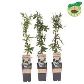 Passiflora caerulea - Kék Golgotavirág