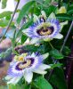 Passiflora caerulea - Kék Golgotavirág