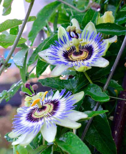 Passiflora caerulea - Kék Golgotavirág