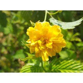   Kerria japonica 'Pleniflora' - Teltvirágú boglárkacserje
