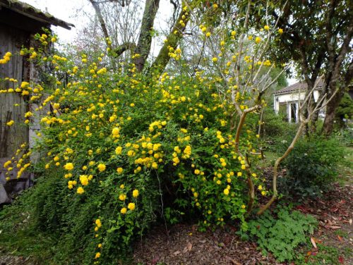 Kerria japonica 'Pleniflora' - Teltvirágú boglárkacserje