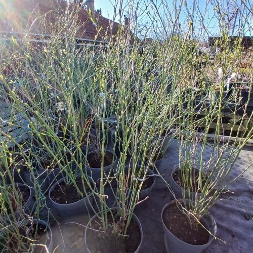 Kerria japonica 'Pleniflora' - Teltvirágú boglárkacserje