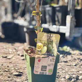   Actinidla Ar. 'Kiwiberry' (Issai) - Kivi (100% BIO)