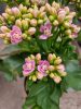 Kalanchoe mix  - Korallvirág
