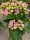 Kalanchoe mix  - Korallvirág