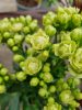 Kalanchoe mix  - Korallvirág