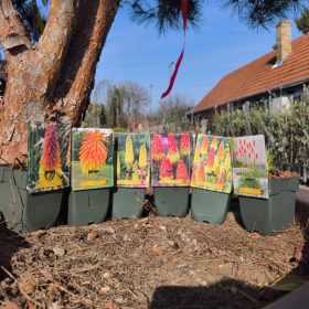 Kniphofia - Fáklyaliliom mix