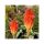 Kniphofia 'Papaya Popsicle' - Fáklyaliliom