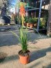 Kniphofia 'Papaya Popsicle' - Fáklyaliliom
